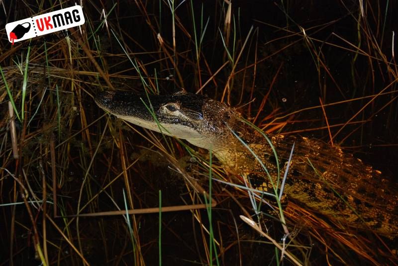 Everglades Red Eye Hunting