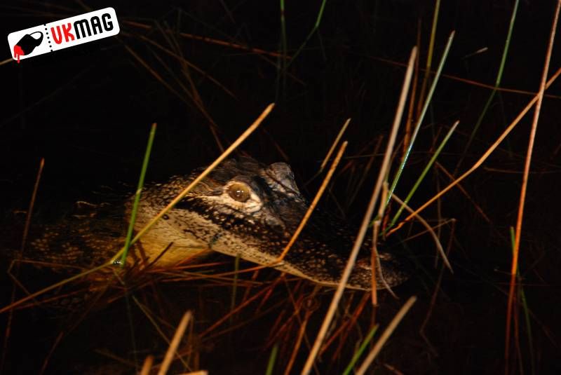 Everglades Red Eye Hunting