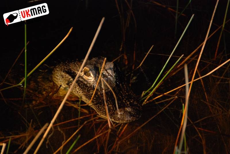 Everglades Red Eye Hunting