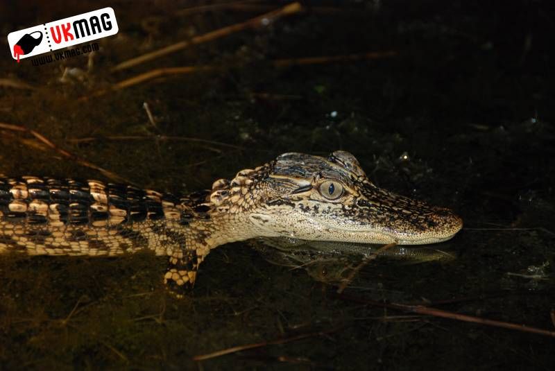 Everglades Red Eye Hunting