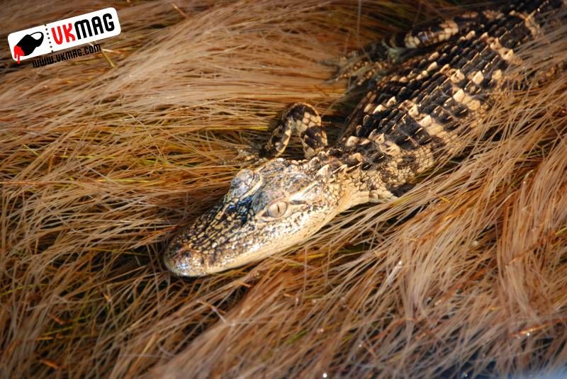 Everglades Red Eye Hunting