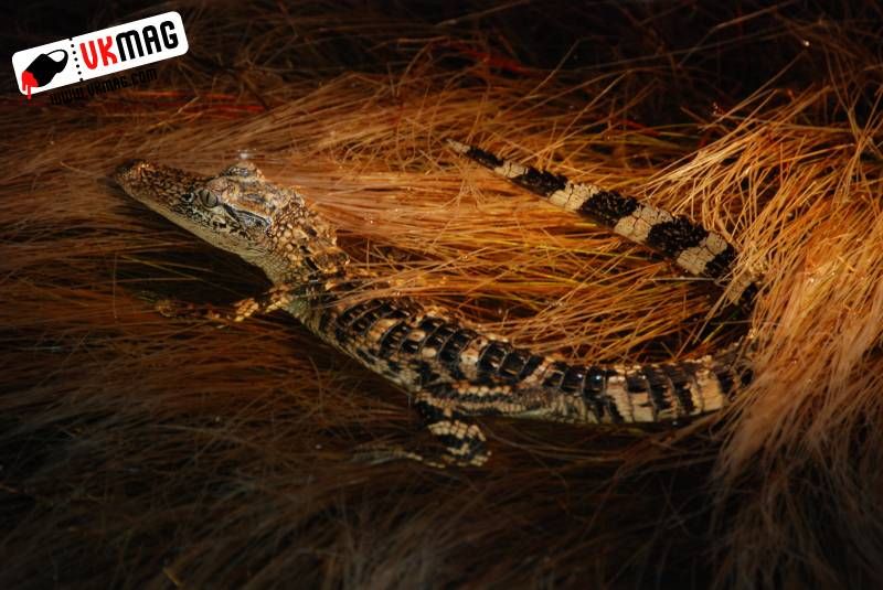 Everglades Red Eye Hunting