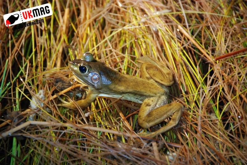 Everglades Red Eye Hunting