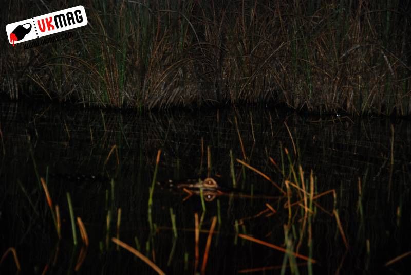 Everglades Red Eye Hunting