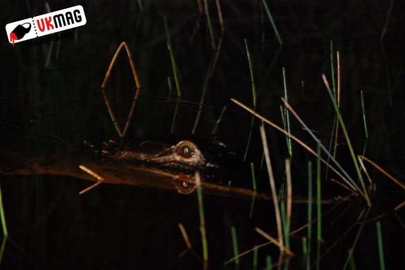 Everglades Red Eye Hunting