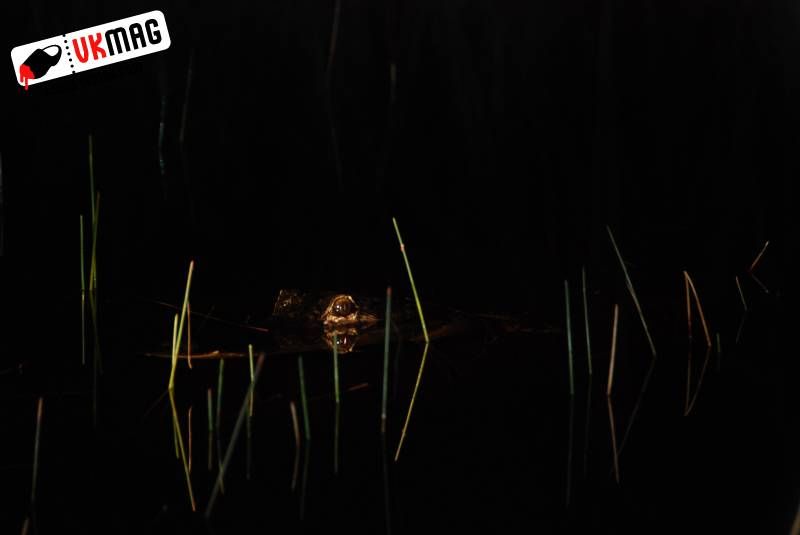 Everglades Red Eye Hunting