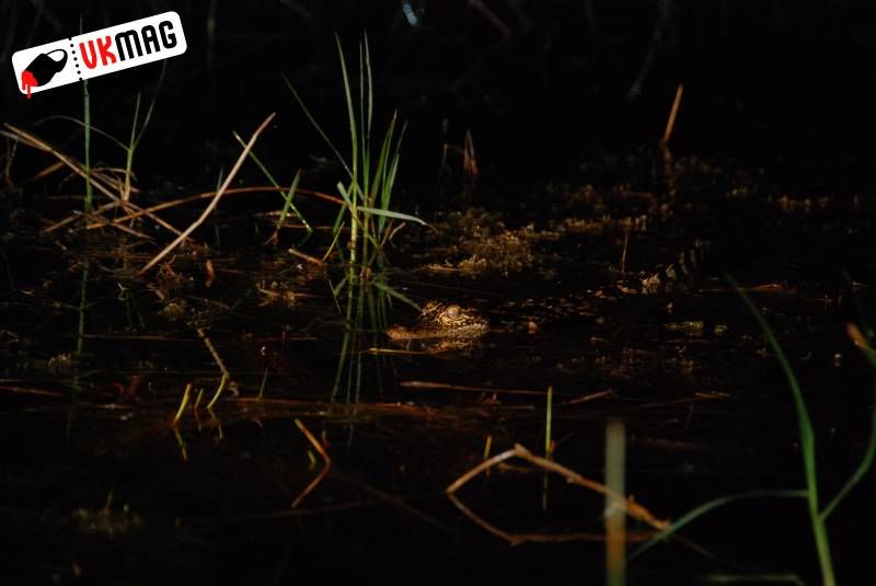 Everglades Red Eye Hunting
