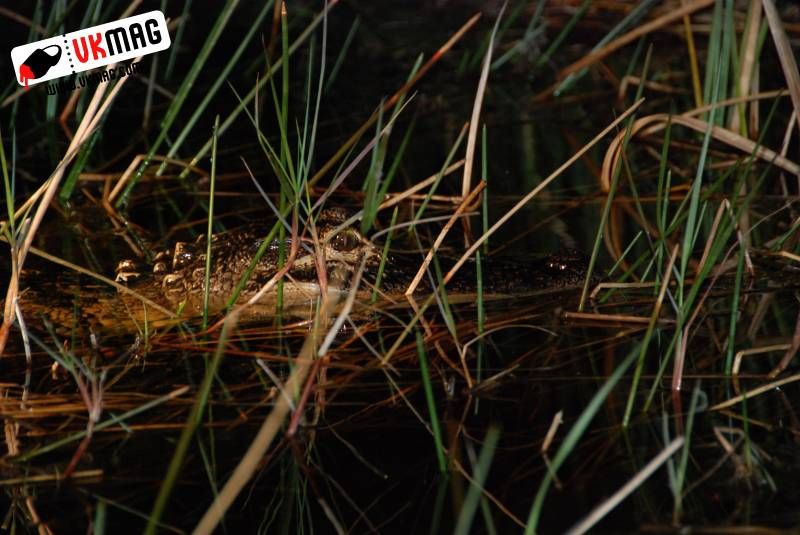 Everglades Red Eye Hunting