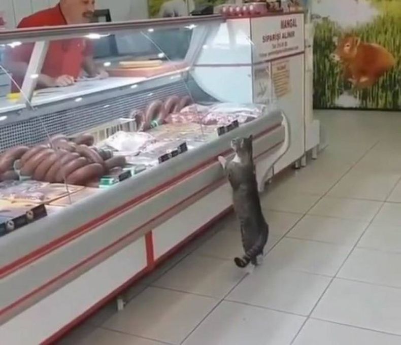 Gewoon een verzameling hilarische foto's #1493