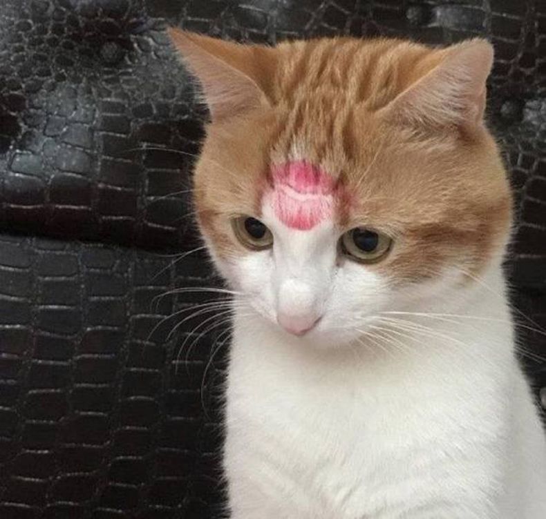 Gewoon een verzameling hilarische foto's #1493