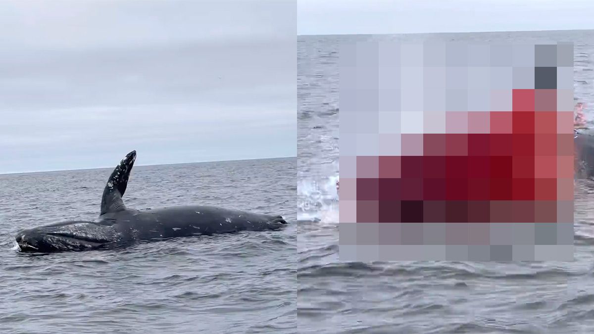 Waar je niet in de buurt wil zijn: Dode walvis ontploft in de oceaan