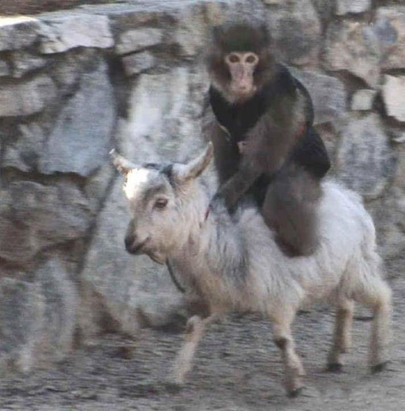 Gewoon een verzameling hilarische foto's #1508