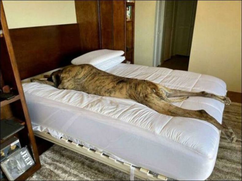 Gewoon een verzameling hilarische foto's #1505