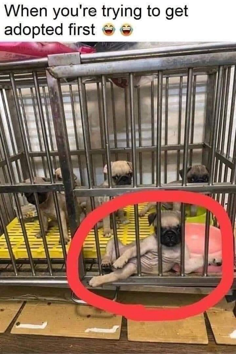 Gewoon een verzameling hilarische foto's #1508