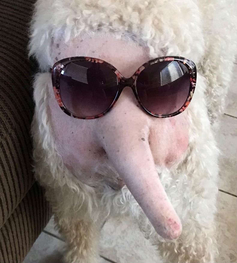 Gewoon een verzameling hilarische foto's #1508