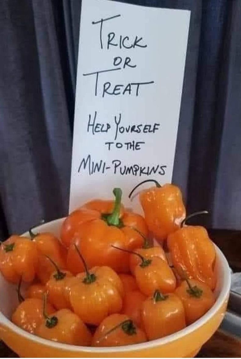 Gewoon een verzameling hilarische foto's #1510