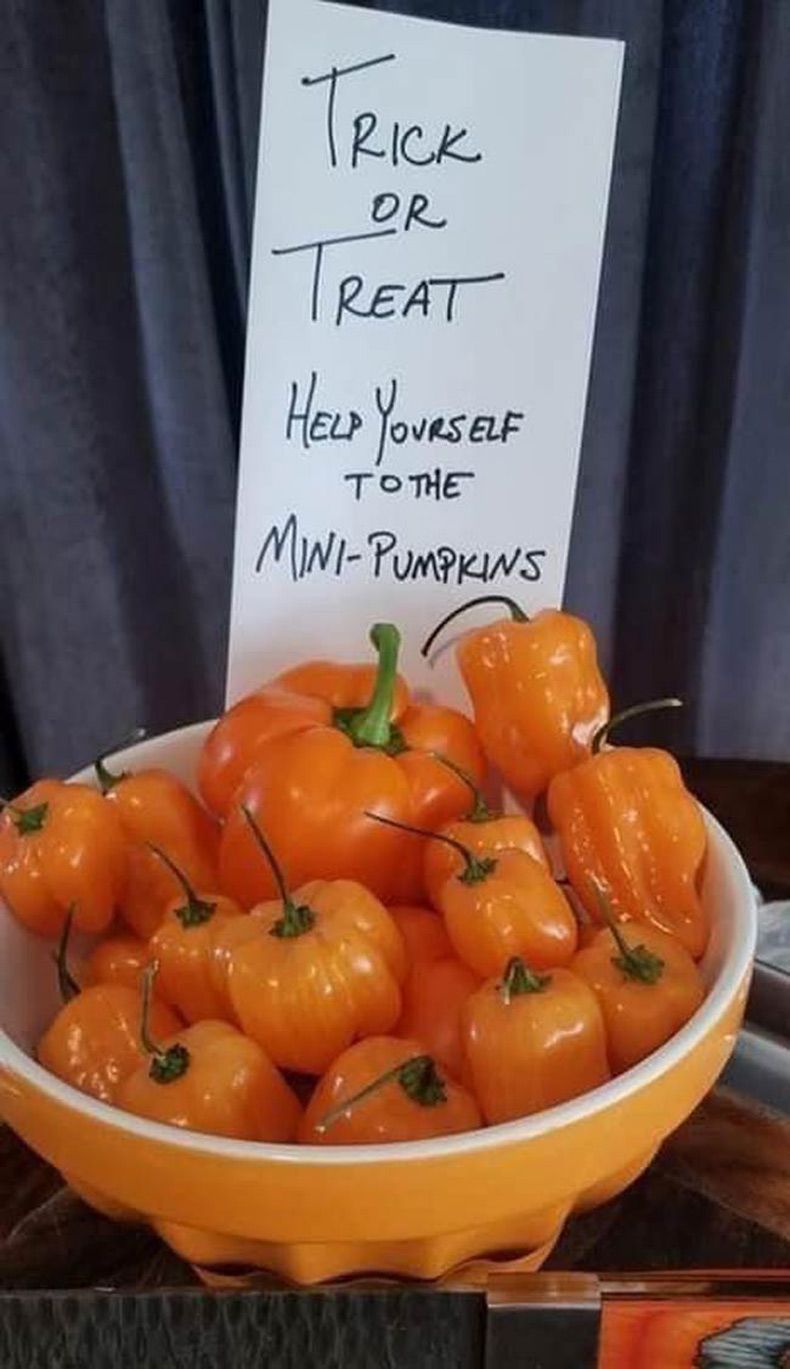 Gewoon een verzameling hilarische foto's #1511