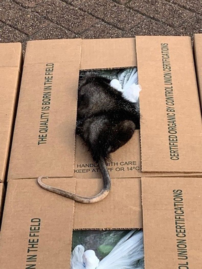 Gewoon een verzameling hilarische foto's #1511