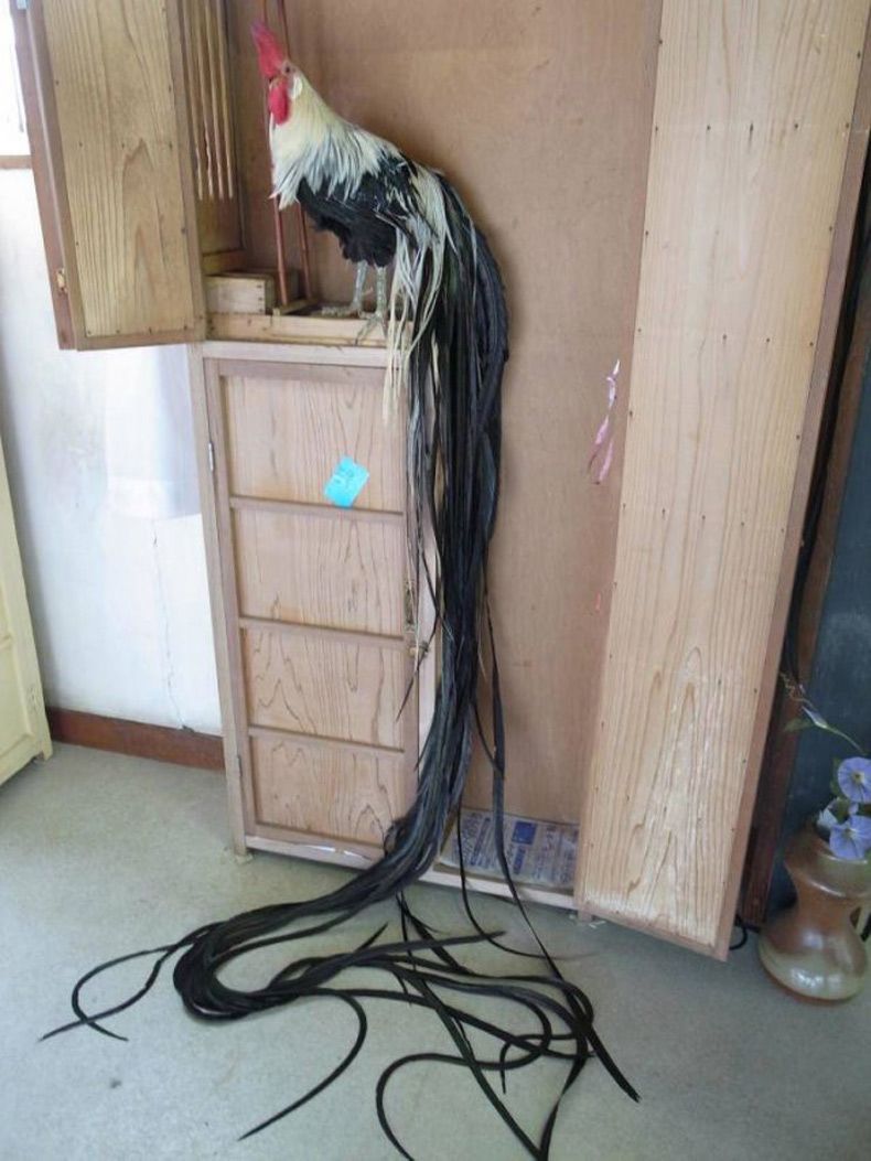 Gewoon een verzameling hilarische foto's #1513