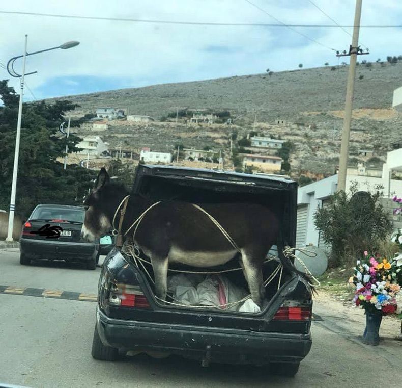 Gewoon een verzameling hilarische foto's #1515