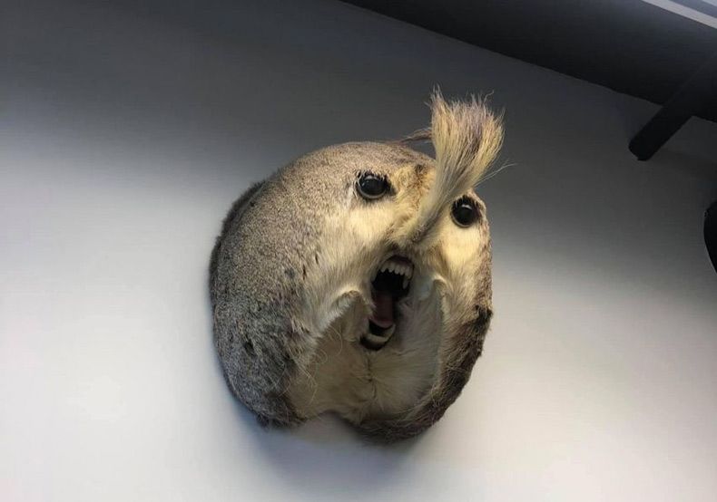 Gewoon een verzameling hilarische foto's #1516