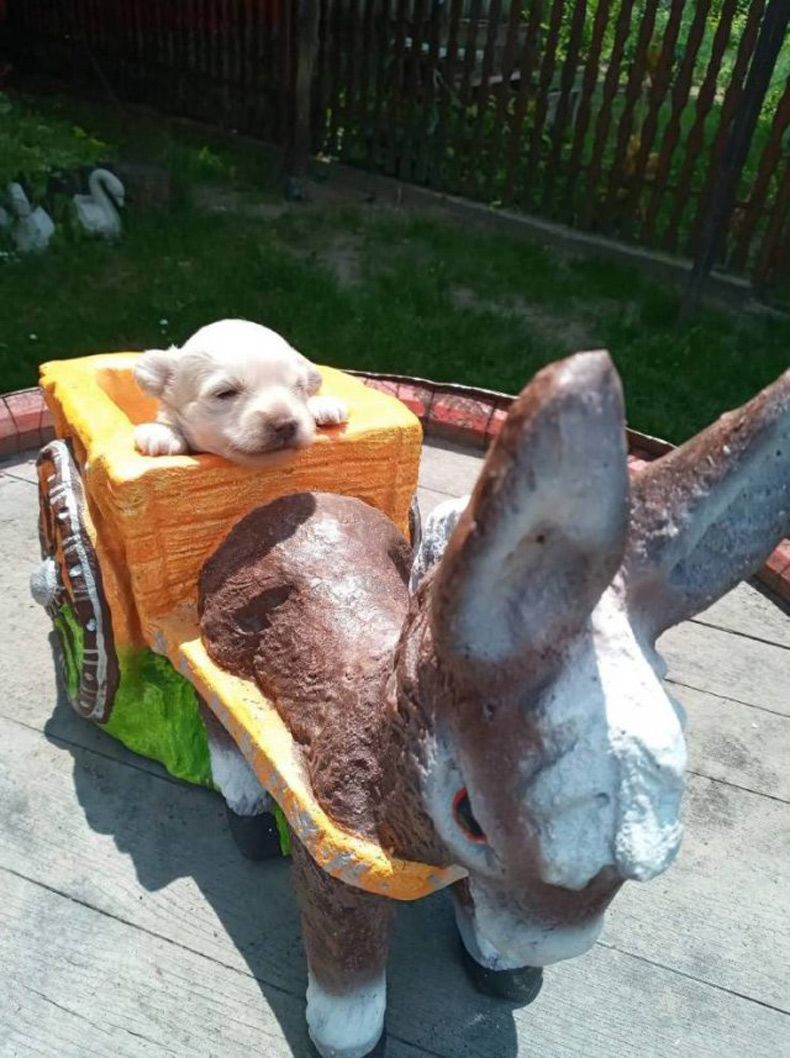 Gewoon een verzameling hilarische foto's #1516