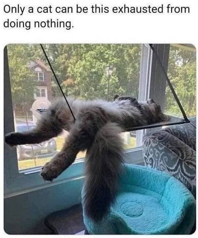 Gewoon een verzameling hilarische foto's #1516