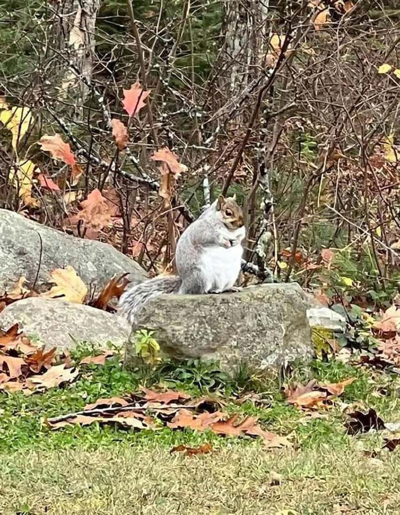 Gewoon een verzameling hilarische foto's #1516