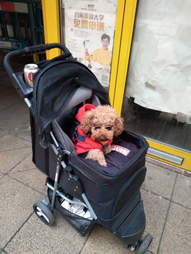 Gewoon een verzameling hilarische foto's #1517