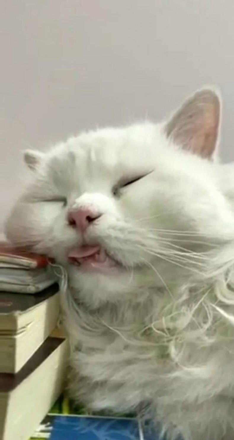 Gewoon een verzameling hilarische foto's #1518