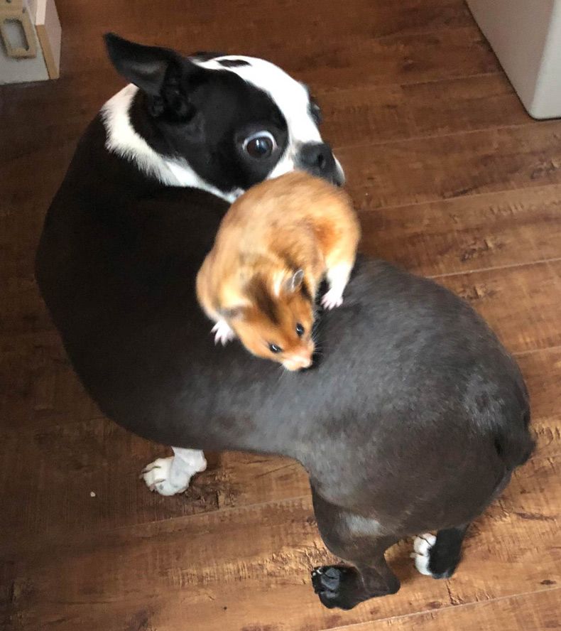 Gewoon een verzameling hilarische foto's #1518