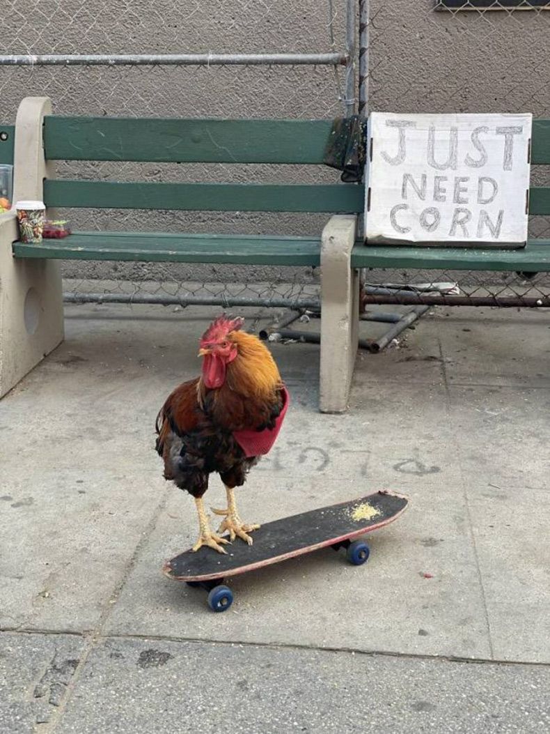 Gewoon een verzameling hilarische foto's #1524