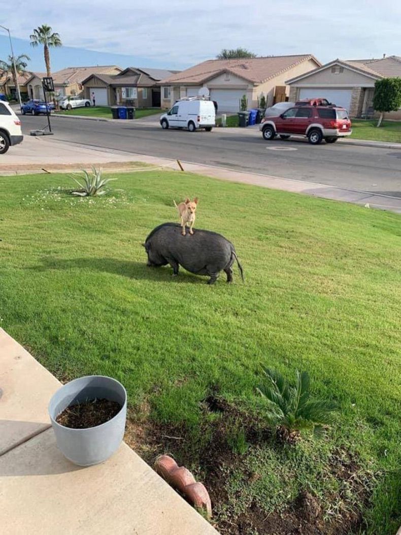 Gewoon een verzameling hilarische foto's #1524