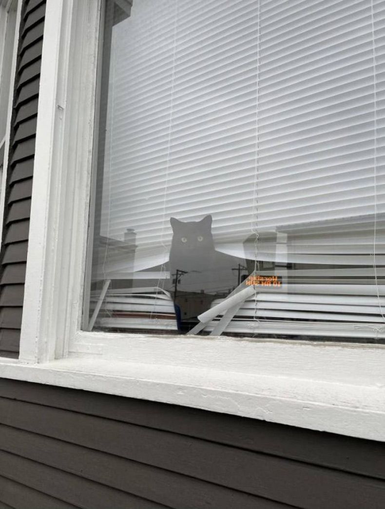 Gewoon een verzameling hilarische foto's #1530