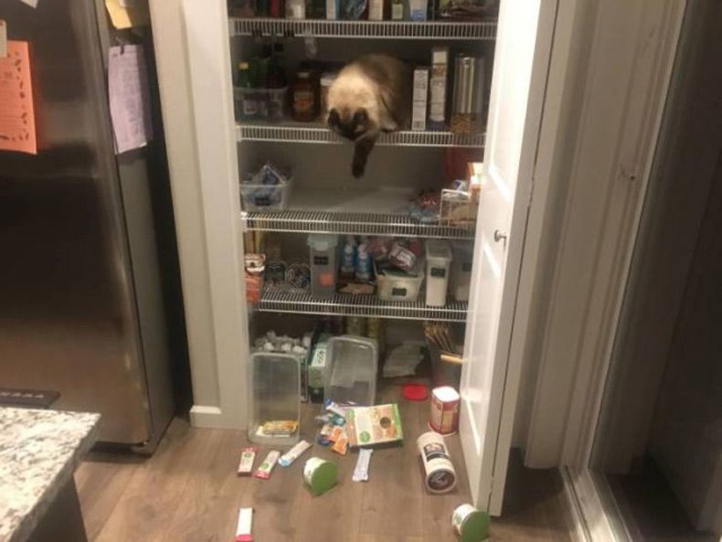 Gewoon een verzameling hilarische foto's #1530