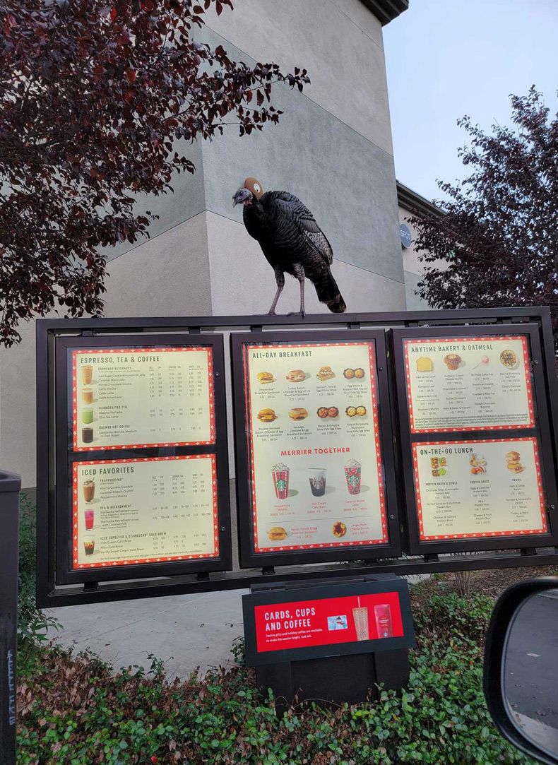 Gewoon een verzameling hilarische foto's #1530