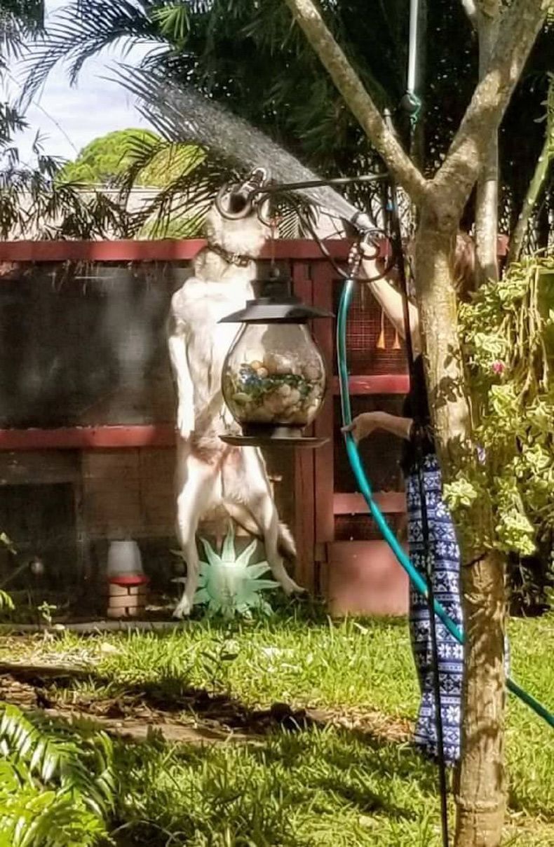 Gewoon een verzameling hilarische foto's #1531