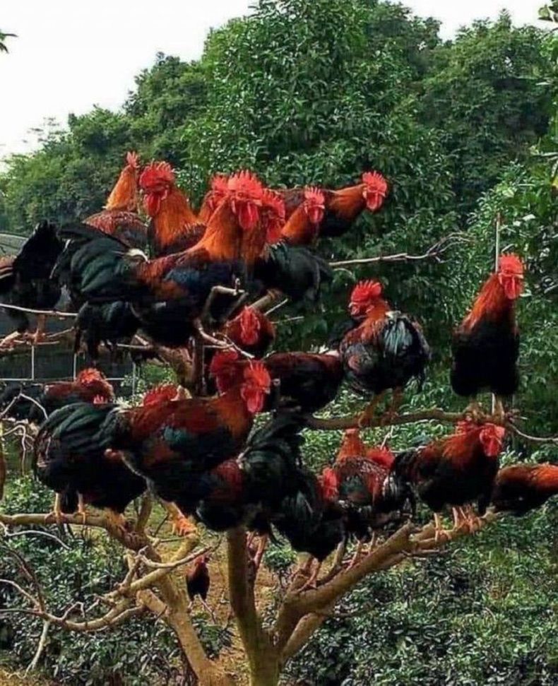 Gewoon een verzameling hilarische foto's #1531