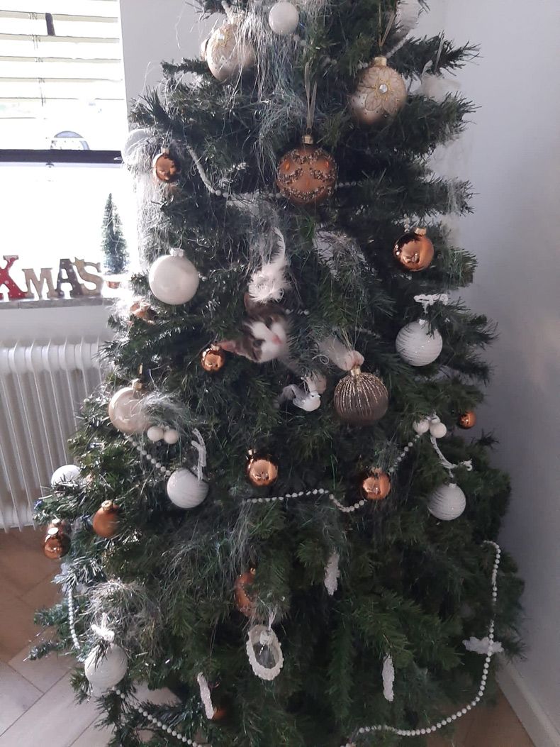 Gewoon een verzameling hilarische foto's #1531