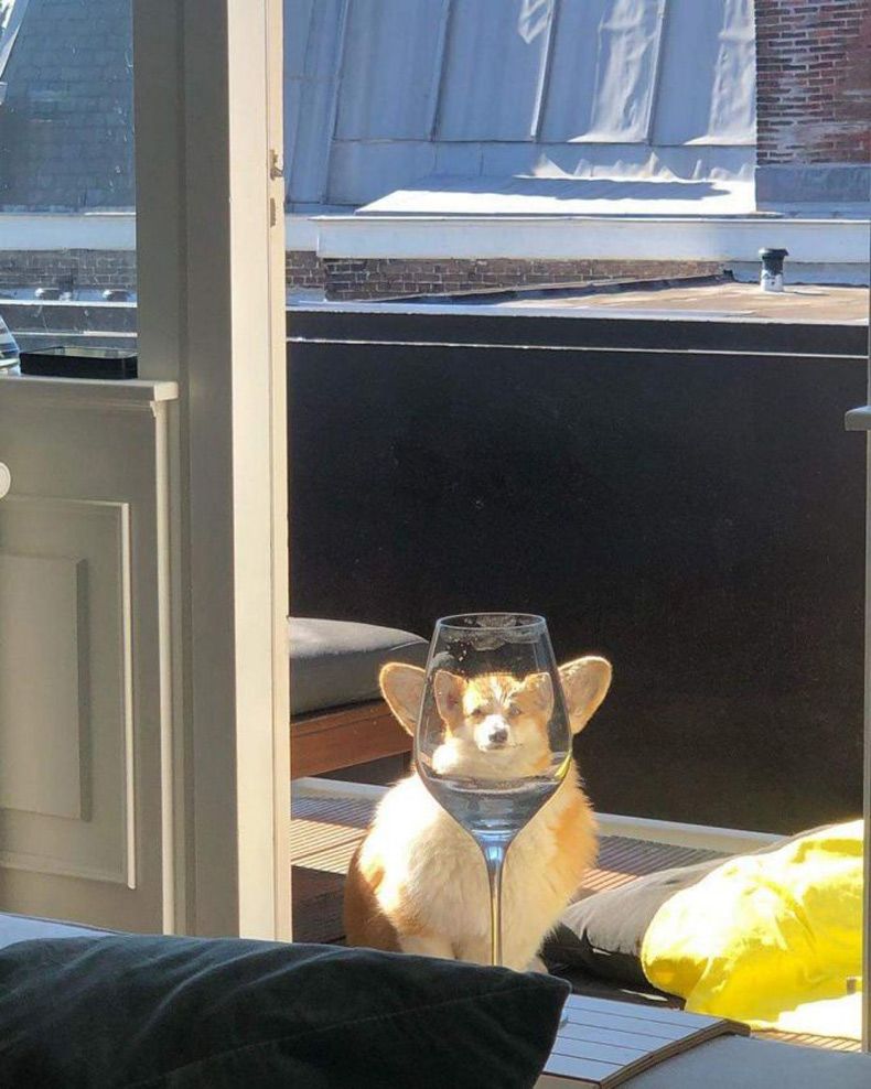 Gewoon een verzameling hilarische foto's #1531