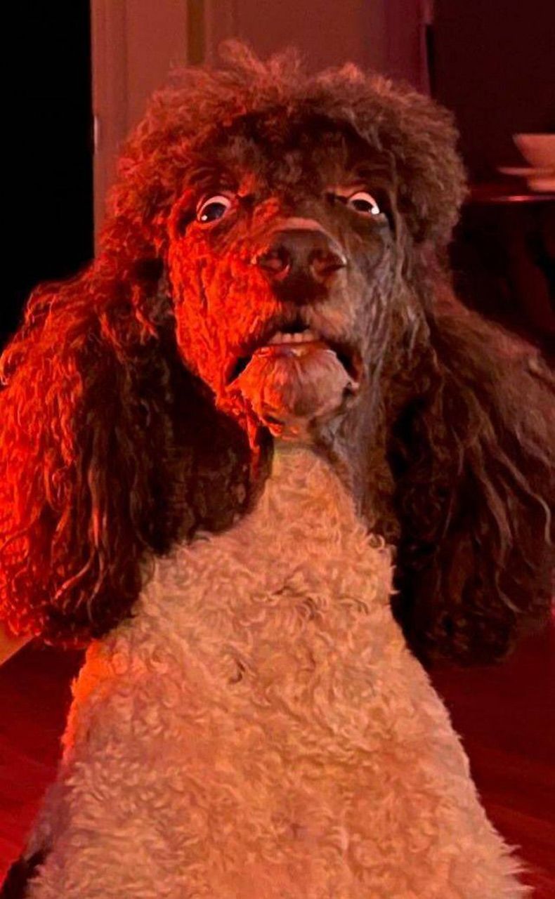 Gewoon een verzameling hilarische foto's #1532