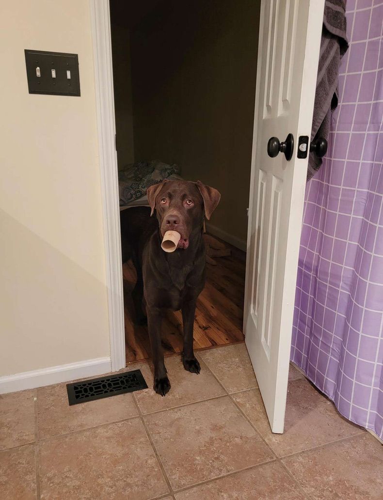 Gewoon een verzameling hilarische foto's #1532