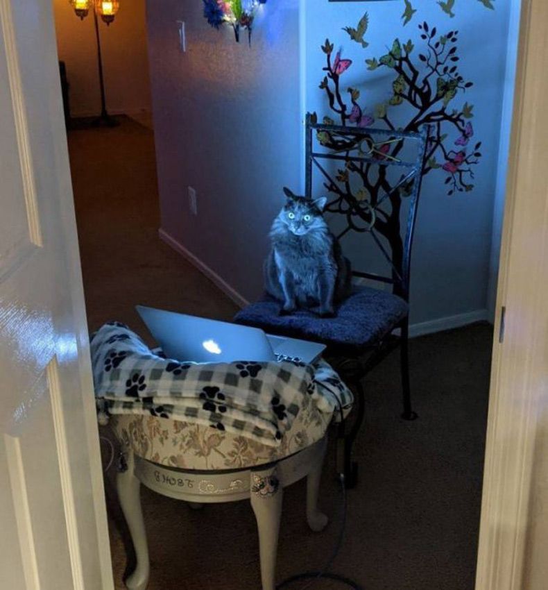 Gewoon een verzameling hilarische foto's #1533