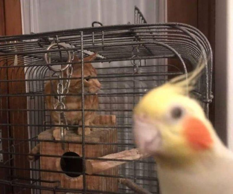 Gewoon een verzameling hilarische foto's #1533