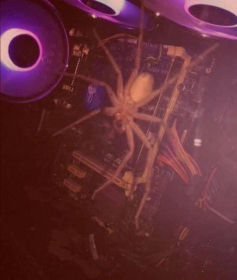 Gewoon een verzameling hilarische foto's #1533