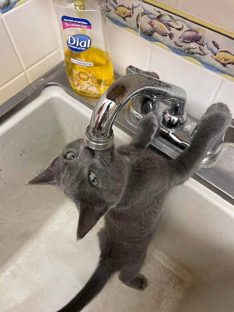 Gewoon een verzameling hilarische foto's #1533