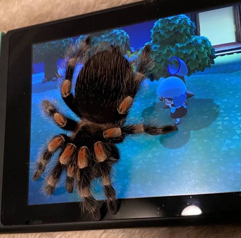 Gewoon een verzameling hilarische foto's #1534