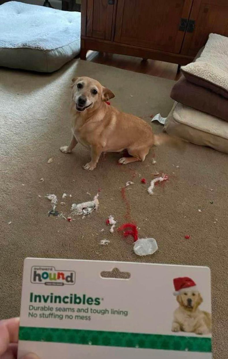 Gewoon een verzameling hilarische foto's #1538