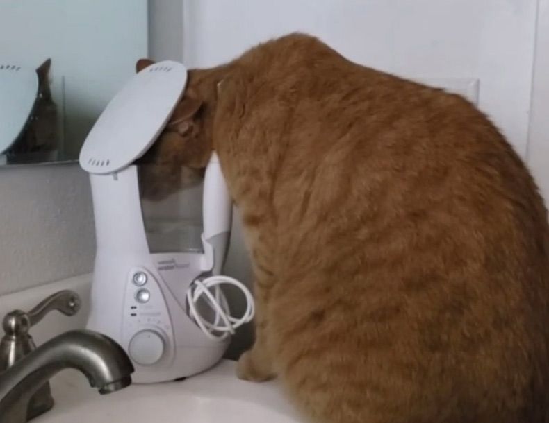 Gewoon een verzameling hilarische foto's #1538