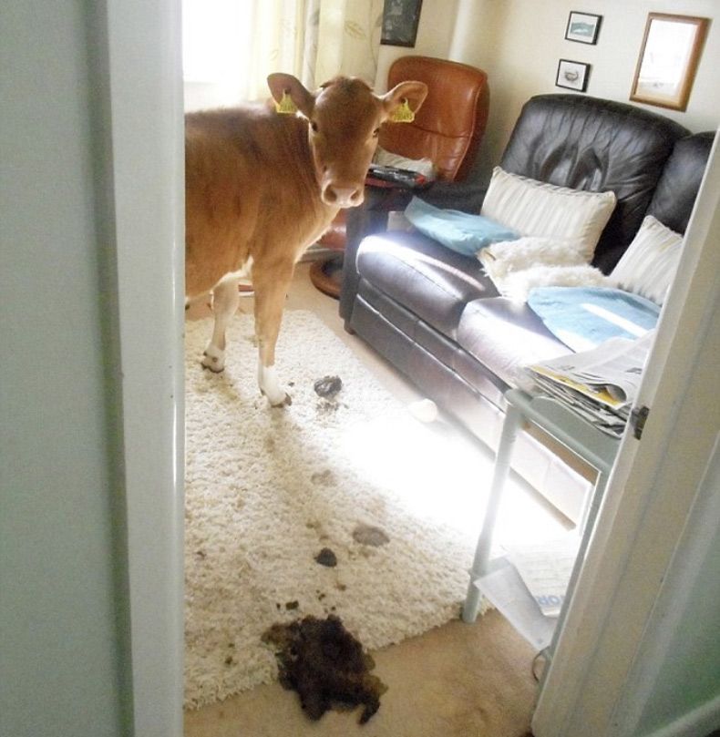 Gewoon een verzameling hilarische foto's #1539